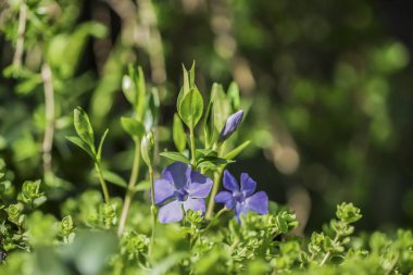 Mavi çiçek sürünen salyangozu