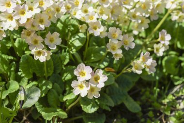 Sarı güneşli ilk çiçekler