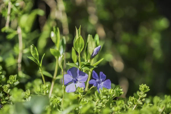 Barwinek kwiat niebieski pełzanie — Zdjęcie stockowe