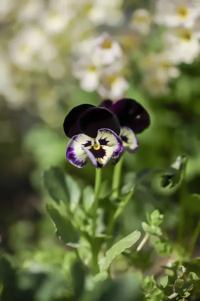 Um monte de violetas azuis — Fotografia de Stock