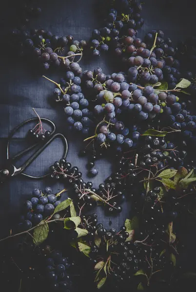 Dark blue grapes with harvest scissors — Stock Photo, Image
