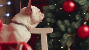 Xmas ağacı altında oturan frenxh bulldog