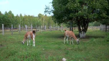 iki lamas hayvanat bahçesinde yürüyüş