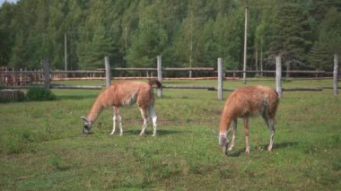 iki lamas hayvanat bahçesinde beslenme