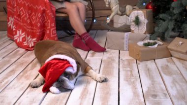 Mutlu bulldog sahibini yakınındaki xmas