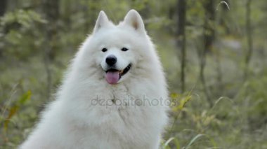 Kabarık samoyed köpek