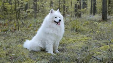 Kabarık samoyed köpek açık