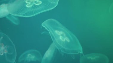 Jellyfishes Oceanarium içinde Yüzme Havuzu