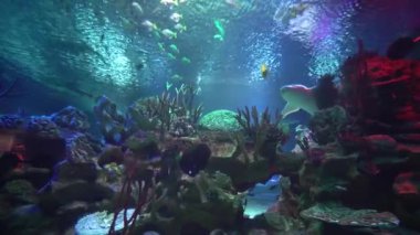 Köpekbalıkları ve küçük balık akvaryum yüzme