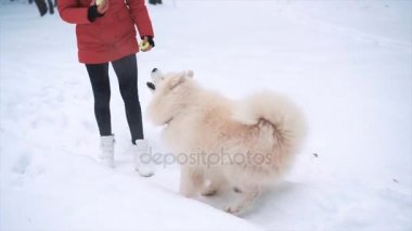 Beyaz Samoyed köpekle oynamayı mutlu genç kadın