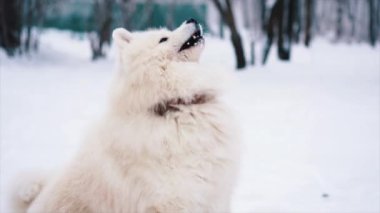 Beyaz Samoyed köpek oyun ve kar üzerinde atlama