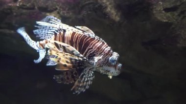 oceanarium egzotik balık