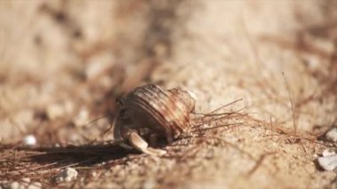 kum üzerinde gezinme, küçük bir yengeç