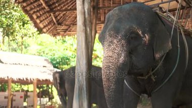 Güzel filler bitkiler grupta yeme