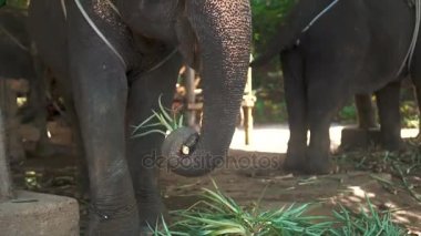 Bitkiler grupta yeme büyük Tayland filler