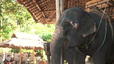 Ayakta ve bitkiler grupta yeme fil