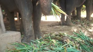 Onların şort bitkilerle yeme büyük filler