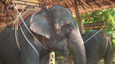 Büyük filler yeşil onların şort ile yemek