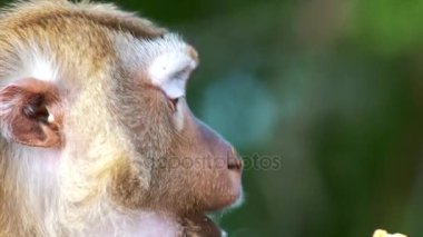 Maymun yeme patates cipsi