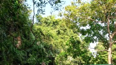 liana ova yağmur ormanlarında asılı maymun