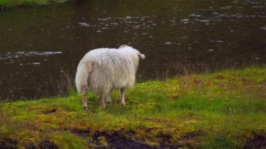 Nehir boyunca yürüyüş İzlanda koyun