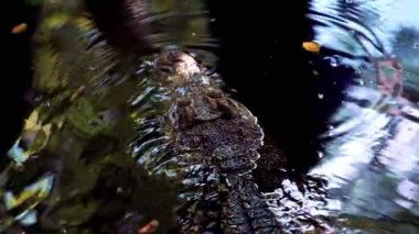 Ormanda su yüzme timsah