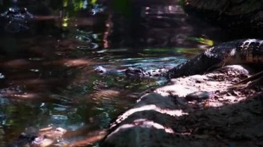 Ormanda su girmesini timsah