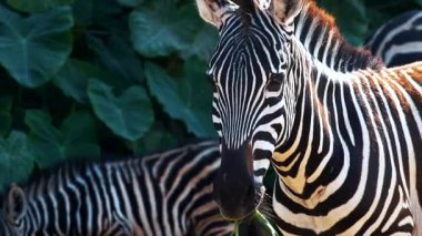 Şirin zebra hayvanat bahçesinde yemek