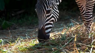 Şirin zebra hayvanat bahçesindeki çim çiğneme