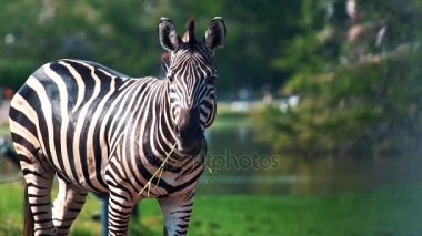 Hayvanat Bahçesi gruptaki şirin zebra