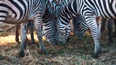 Zebralar çim yeme Hayvanat Bahçesi portresi