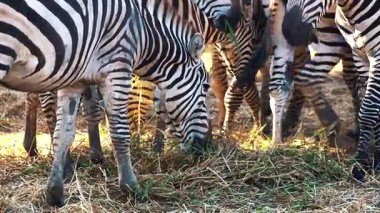 Zebralar çim yeme Hayvanat Bahçesi