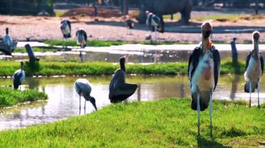 Balıkçıllar Hayvanat Bahçesi gruptaki