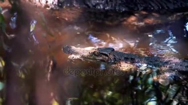 Timsah JAWS ormanda bir av ile