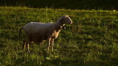 Güneş ışığı yeşil bir alana koyun