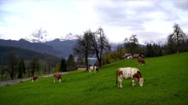 İnekler Alpleri'nde yaz yeşil alan