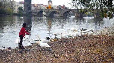 Mutlu güzel kız kuğu besleme