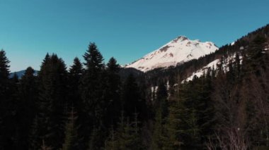 snowy orman üzerinde uçuş
