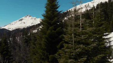 Karlı bir orman ve dağlar üzerinde uçuş
