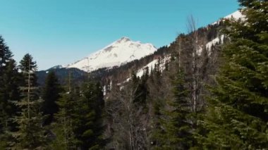 Snowy orman alansal üzerinde uçuş