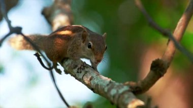 Şube üzerinde oturan palmiye sincabı