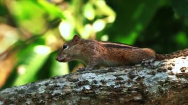 Asya beyaz sincap salatalık parkta yiyor