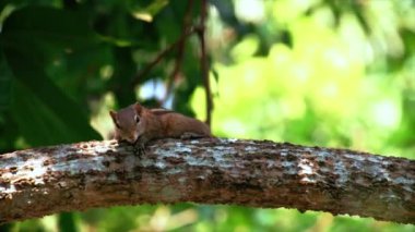 Ormanda ağaçların arasında komik kırlaşmış dev sincap