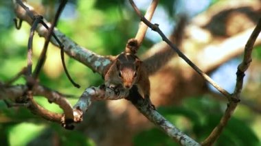 Poas sincap Kosta Rika