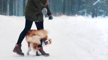 Genç bir kadın karlı kış ormanlarında çoban köpeğini eğitiyor. Profesyonel hayvan eğitmeni, köpeği evcilleştirdi. Bir kızla bir evcil hayvanın arkadaşlığı. Birlikte eğleniyoruz. Köpekler en iyi arkadaşlardır. Neşeli köpek oyunu.