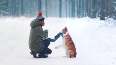 Genç, mutlu bir kadın karlı kış ormanlarında çoban köpeğini eğitiyor. Köpek kendini mavi eşarba sarmış. En iyi arkadaşlar oynar ve eğlenir. Neşeli oyun ve uysallık. Safkan köpek sergiye hazır ol..