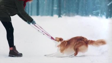 Hayvan sevgisi. Mutlu genç kadın, karlı kış ormanlarında sınır köpeğiyle oynuyor. Köpekçik tasmayı çıkarmaya çalışıyor. Birlikte eğleniyoruz. Köpekler en iyi arkadaşlardır. Neşeli yaramaz köpek oyunu.