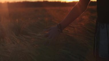 Kadın eli sonbahar tarlasında altın bir buğday kulağına dokunurken günbatımı manzarası. İlham ve özgürlük havası. Kadın eli buğday başaklarından geçiyor. Tarım sanayii ticareti