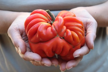 Domates eller içinde