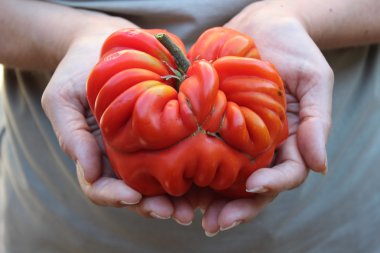 Domates eller içinde